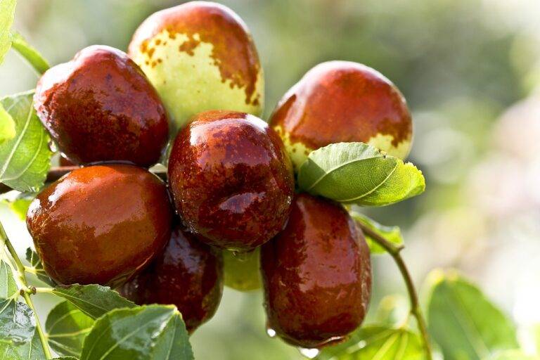 Exploring Alternative Protein Sources: Insects and Algae