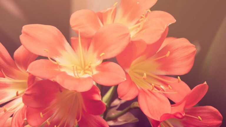 How To Download Cricbet99 Win App?